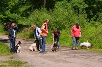 Coach And Dog