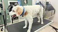 Beautiful Dog
