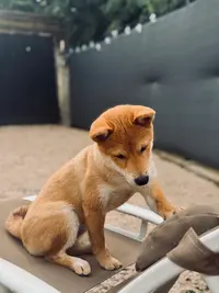 Elevage Shiba Inu de l'Enclave des Papes