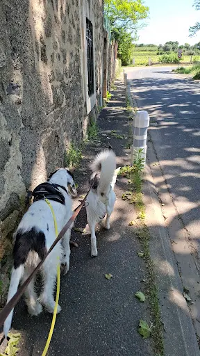 Mimidog School