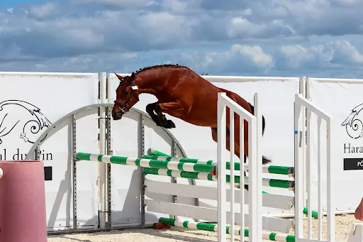 Élevage du Rouvre Poneys de Sport (connemara, Pfs…)
