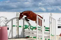 Élevage du Rouvre Poneys de Sport (connemara, Pfs…)