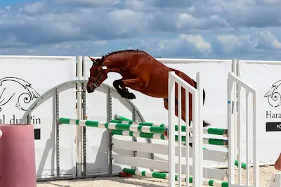 Élevage du Rouvre Poneys de Sport (connemara, Pfs…)