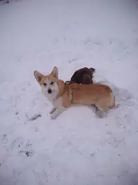 Entre Chiens et Nous Éducateur Canin