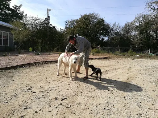 Lvdog - Éducateur Dresseur Canin