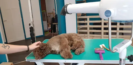 Lalo et Cie Toilettage Canin