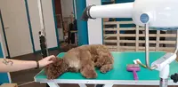 Lalo et Cie Toilettage Canin