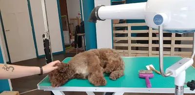 Lalo et Cie Toilettage Canin