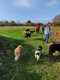 Breizh Skol Dog - Albane Allanos