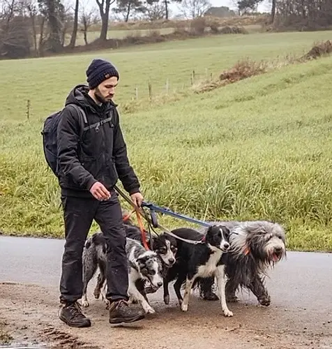 Peps Dog Paradise | Éducateur Comportementaliste Canin À Vannes, 56