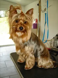 Misskcanin