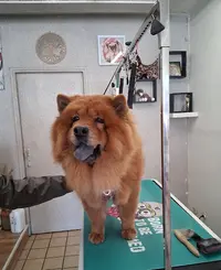 Aux Pattes Toutes Nettes - Lavage Libre Service Pour Animaux