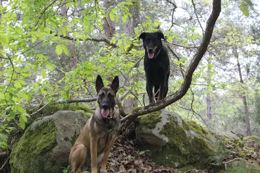 Sourire de Chien