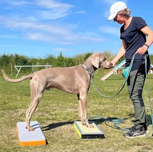 Cqfdog - Education et Modification Comportementale du Chien de Famille