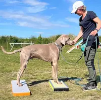 Cqfdog - Education et Modification Comportementale du Chien de Famille