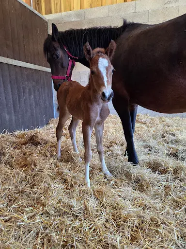 Haras de Gravelotte