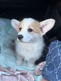 Élevage Corgi. les Joyaux de la Reine du Roc Del Fouich