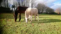 Centre Equestre les Centaures Près Etretat