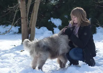 Speed So - Pension Familiale Pour Chiens - Pet-sitting