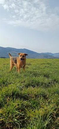 Garde À Woofs - Garde À Mious - Pension Canine et Féline Nord Ardèche
