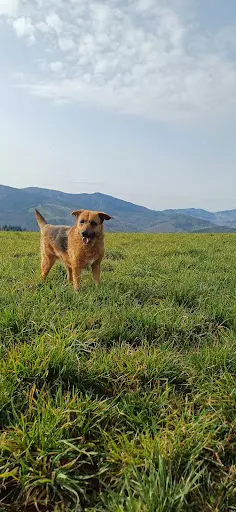 Garde À Woofs - Garde À Mious - Pension Canine et Féline Nord Ardèche