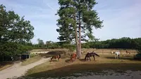 Haras des Lacs, Centre Équestre À St Ferréol-revel