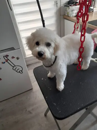 Au Paradis Canin