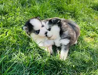 Pomsky Family