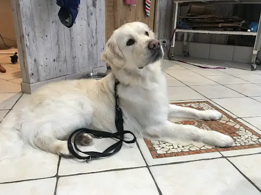Une Beauté Animale