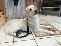 Une Beauté Animale
