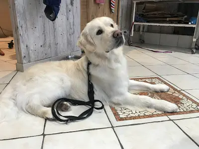 Une Beauté Animale
