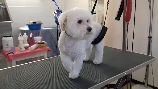 Pour Toi Mon Chien