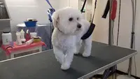 Pour Toi Mon Chien