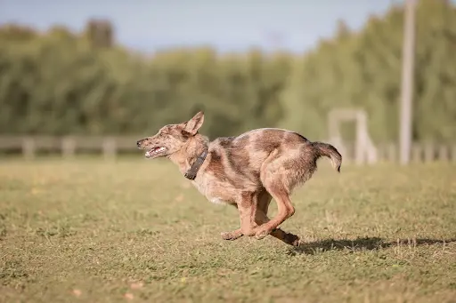 Education Canine Drômoise