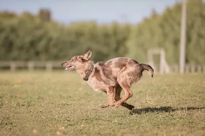 Education Canine Drômoise