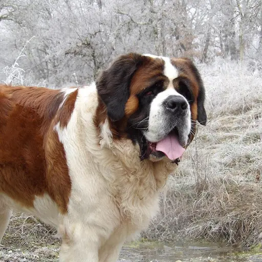 Les Saint Bernard des Coteaux Lauragais
