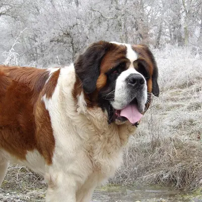 Les Saint Bernard des Coteaux Lauragais