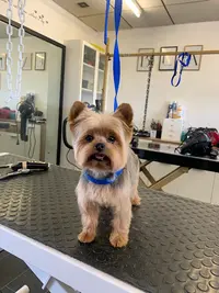 Beauty Dog