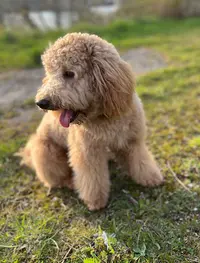 Dog Factory