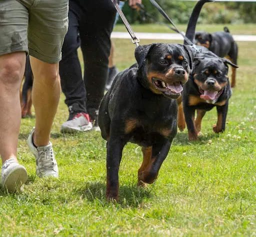 Elevage Von Der Vangfuller - Rottweiler & Bouledogue Français