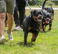 Elevage Von Der Vangfuller - Rottweiler & Bouledogue Français