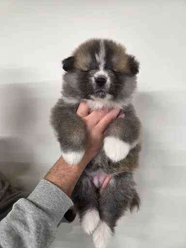 Élevage Canin - Akita Inu - Sao No Nakama
