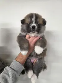 Élevage Canin - Akita Inu - Sao No Nakama