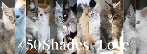 Chatterie By 50 Shades Of Love - Maine Coon et Sibérien