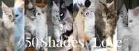 Chatterie By 50 Shades Of Love - Maine Coon et Sibérien