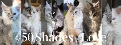 Chatterie By 50 Shades Of Love - Maine Coon et Sibérien