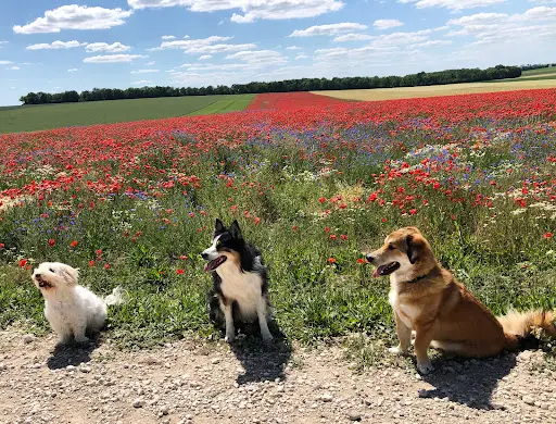 Le Woof Clan
