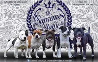 Of Suprême Staffy’s