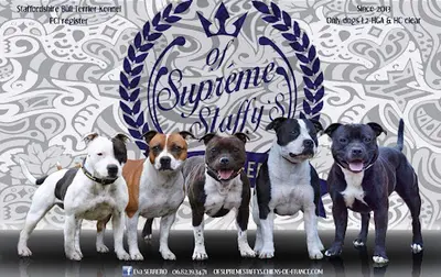 Of Suprême Staffy’s