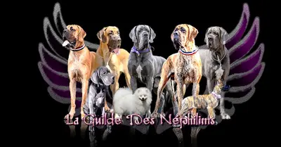 La Guilde des Néphilims Élevage de Dogue Allemand Lof